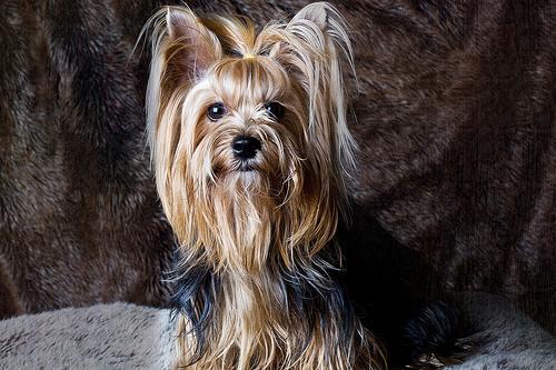 https://images.dog.ceo/breeds/terrier-yorkshire/n02094433_8977.jpg