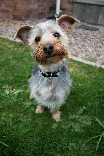 https://images.dog.ceo/breeds/terrier-yorkshire/n02094433_9739.jpg