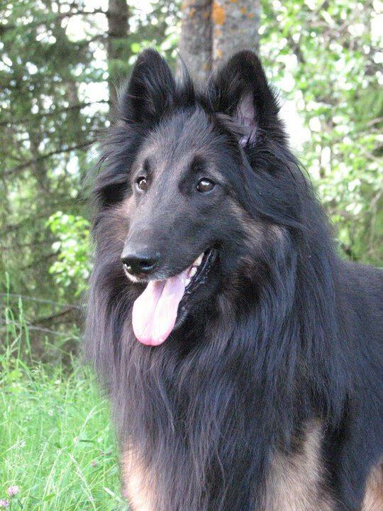 https://images.dog.ceo/breeds/tervuren/maverick.jpg