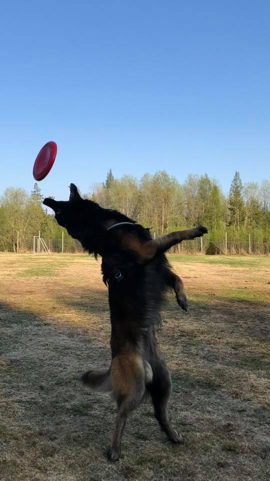 https://images.dog.ceo/breeds/tervuren/shadow_and_frisbee.jpg