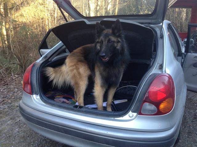 https://images.dog.ceo/breeds/tervuren/yoda_in_car.jpg