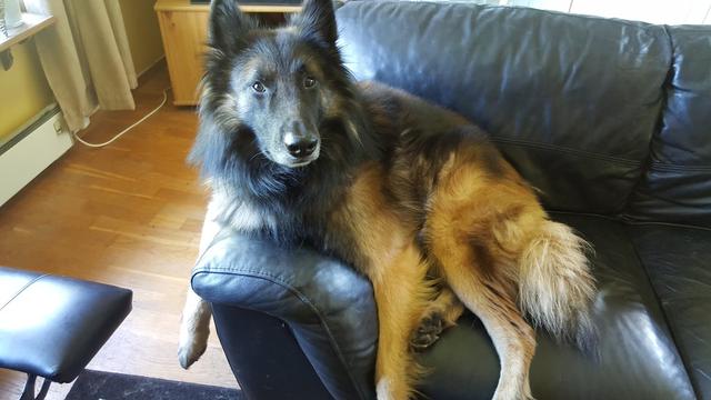 https://images.dog.ceo/breeds/tervuren/yoda_in_sofa.jpg