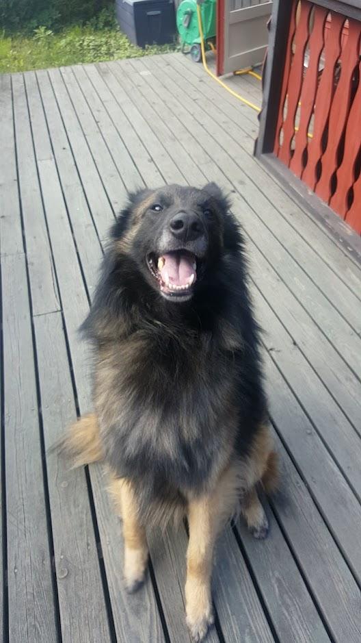 https://images.dog.ceo/breeds/tervuren/yoda_on_terrace.jpg