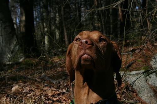 https://images.dog.ceo/breeds/vizsla/n02100583_10249.jpg