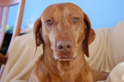 https://images.dog.ceo/breeds/vizsla/n02100583_10425.jpg