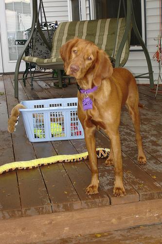 https://images.dog.ceo/breeds/vizsla/n02100583_10433.jpg