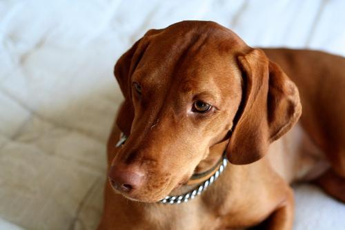 https://images.dog.ceo/breeds/vizsla/n02100583_10698.jpg