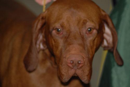 https://images.dog.ceo/breeds/vizsla/n02100583_10721.jpg