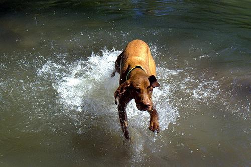 https://images.dog.ceo/breeds/vizsla/n02100583_10787.jpg