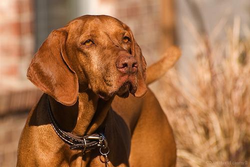 https://images.dog.ceo/breeds/vizsla/n02100583_10960.jpg