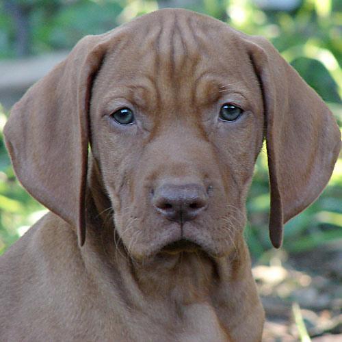 https://images.dog.ceo/breeds/vizsla/n02100583_11072.jpg