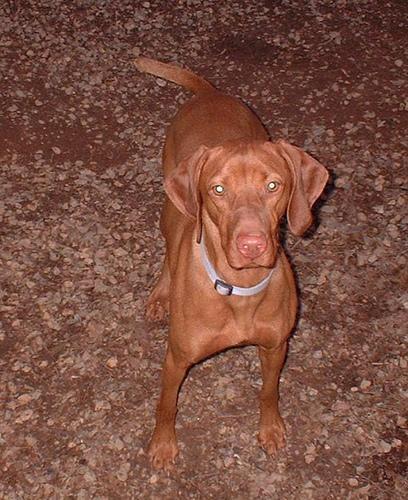 https://images.dog.ceo/breeds/vizsla/n02100583_11119.jpg