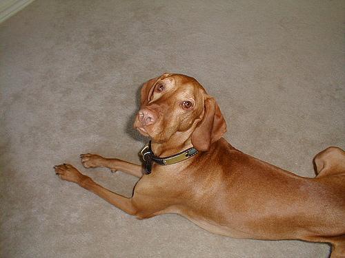 https://images.dog.ceo/breeds/vizsla/n02100583_11289.jpg