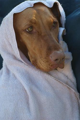 https://images.dog.ceo/breeds/vizsla/n02100583_11473.jpg