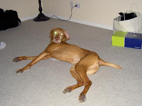 https://images.dog.ceo/breeds/vizsla/n02100583_11553.jpg