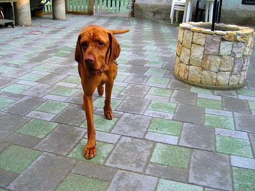 https://images.dog.ceo/breeds/vizsla/n02100583_11665.jpg