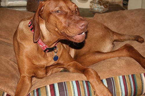 https://images.dog.ceo/breeds/vizsla/n02100583_11888.jpg