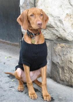 https://images.dog.ceo/breeds/vizsla/n02100583_12.jpg