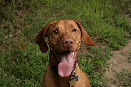 https://images.dog.ceo/breeds/vizsla/n02100583_12122.jpg