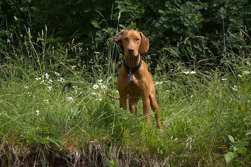 https://images.dog.ceo/breeds/vizsla/n02100583_1214.jpg