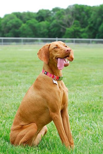 https://images.dog.ceo/breeds/vizsla/n02100583_12216.jpg