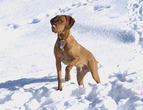 https://images.dog.ceo/breeds/vizsla/n02100583_12308.jpg