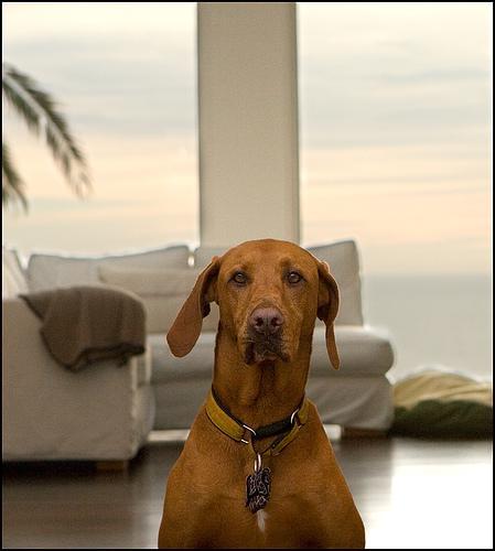 https://images.dog.ceo/breeds/vizsla/n02100583_12358.jpg