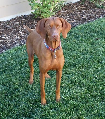 https://images.dog.ceo/breeds/vizsla/n02100583_12413.jpg