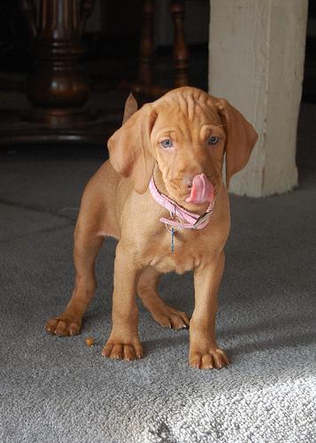 https://images.dog.ceo/breeds/vizsla/n02100583_12468.jpg