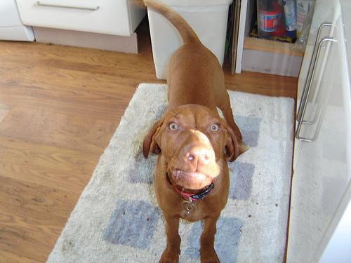 https://images.dog.ceo/breeds/vizsla/n02100583_125.jpg