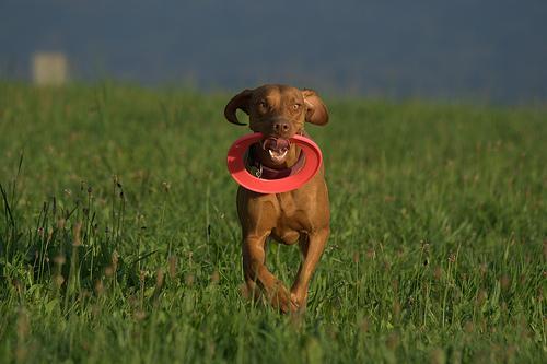 https://images.dog.ceo/breeds/vizsla/n02100583_12601.jpg