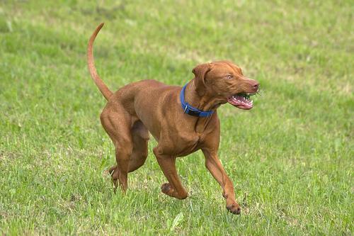 https://images.dog.ceo/breeds/vizsla/n02100583_12639.jpg