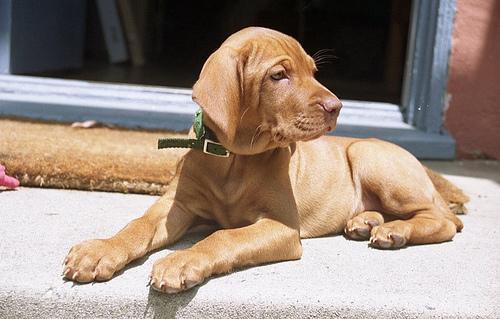 https://images.dog.ceo/breeds/vizsla/n02100583_12660.jpg