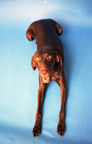 https://images.dog.ceo/breeds/vizsla/n02100583_12793.jpg