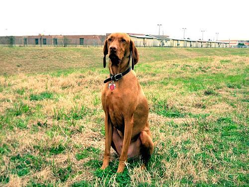 https://images.dog.ceo/breeds/vizsla/n02100583_12880.jpg