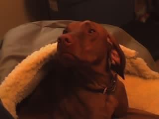 https://images.dog.ceo/breeds/vizsla/n02100583_13035.jpg