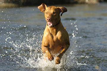 https://images.dog.ceo/breeds/vizsla/n02100583_1318.jpg