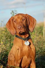 https://images.dog.ceo/breeds/vizsla/n02100583_13353.jpg