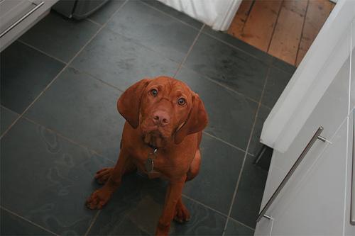 https://images.dog.ceo/breeds/vizsla/n02100583_13642.jpg