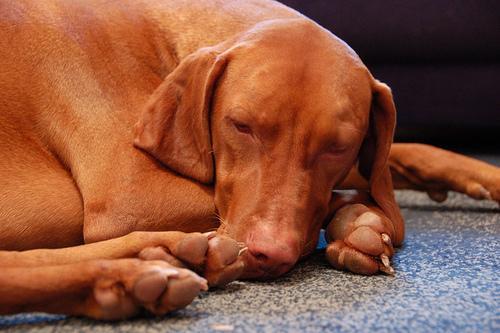 https://images.dog.ceo/breeds/vizsla/n02100583_13656.jpg