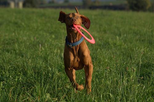 https://images.dog.ceo/breeds/vizsla/n02100583_13798.jpg