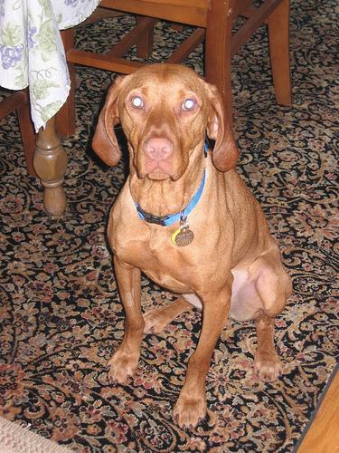 https://images.dog.ceo/breeds/vizsla/n02100583_14017.jpg