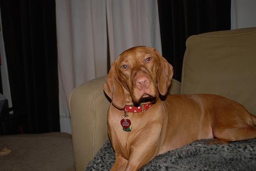 https://images.dog.ceo/breeds/vizsla/n02100583_14018.jpg