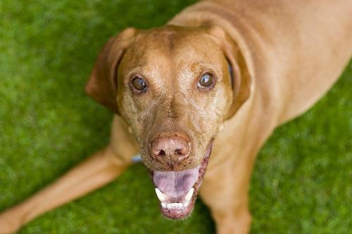 https://images.dog.ceo/breeds/vizsla/n02100583_14082.jpg