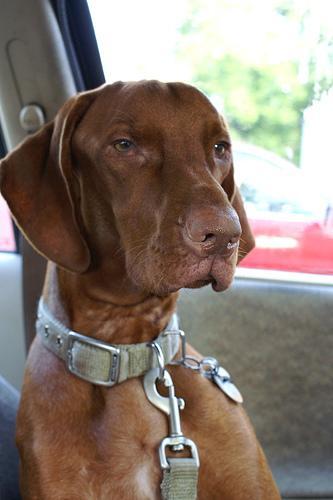 https://images.dog.ceo/breeds/vizsla/n02100583_14267.jpg