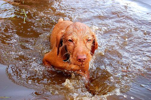 https://images.dog.ceo/breeds/vizsla/n02100583_1451.jpg