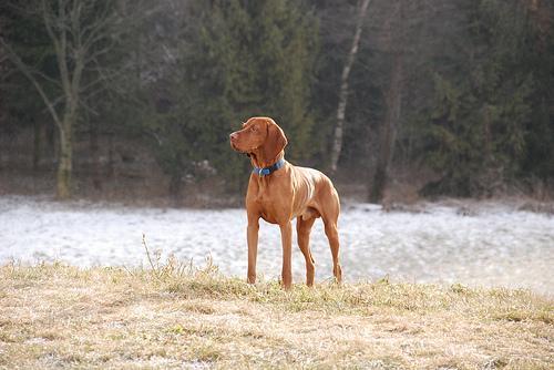 https://images.dog.ceo/breeds/vizsla/n02100583_1475.jpg