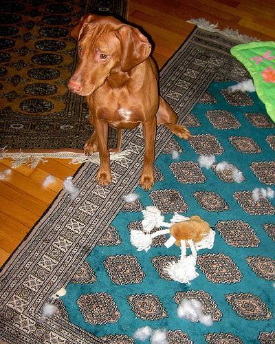 https://images.dog.ceo/breeds/vizsla/n02100583_18.jpg