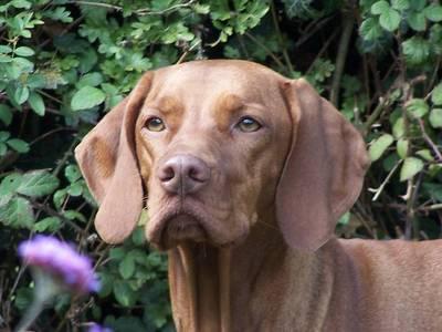 https://images.dog.ceo/breeds/vizsla/n02100583_1908.jpg