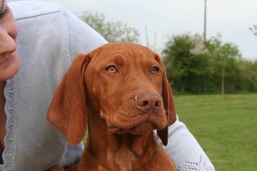 https://images.dog.ceo/breeds/vizsla/n02100583_2086.jpg